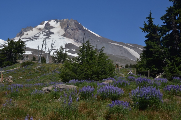 Timbelrine Lodge's backyard and Mt. Hood